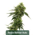 Indoor Autoflower Mix Pack