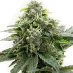 Critical Kush Feminized Cannabis Seeds
