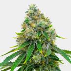 Black Runtz Feminized Cannabis Seeds