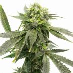 Chocoholic Kush Feminized Cannabis Seeds