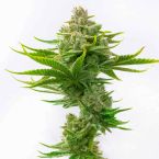 Critical Fast Version Cannabis Seeds