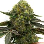 Strawberry Feminized Cannabis Seeds