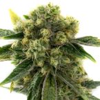 Amnesia Feminized Cannabis Seeds