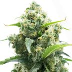Lemon Diesel Feminized Cannabis Seeds
