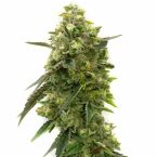 Niconesia Feminized Cannabis Seeds