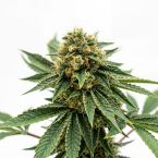 CBD OG Kush (1:15) Seeds