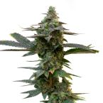 High CBD Feminized Mix Pack