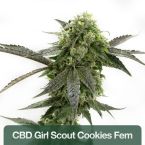 High CBD Feminized Mix Pack