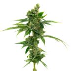 High CBD Feminized Mix Pack