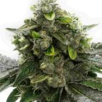 Black Domina Feminized Cannabis Seeds