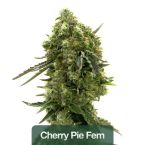 Hybrid Feminized Mix Pack