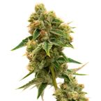 Focus & Creativity Feminized Mix Pack