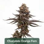 Focus & Creativity Feminized Mix Pack