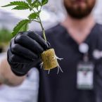 Black Baccara + Killer Cupcake + Sunset Spice Cannabis Clone Bundle