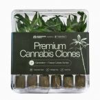 GG4 + Black Baccara Clone Bundle