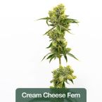 High CBD Feminized Mix Pack
