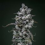Tropic Thunder Funk + Endless Glue + Daily Grape Clone Bundle