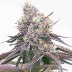 Grapericot Pie Autoflower Cannabis Seeds