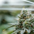 Dulce de Fresa x Deep Space Cannabis Clones