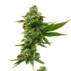 Sativa Feminized Mix Pack
