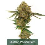 Sativa Feminized Mix Pack