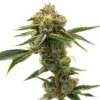 Sweet Tooth Autoflower Cannabis Seeds