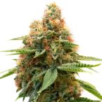 Panama Feminized Cannabis Seeds