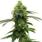 Super Lemon Haze Feminized Cannabis Seeds