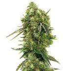Big Bud Feminized Cannabis Seeds