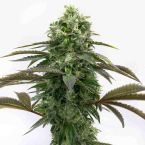 Black Demon OG Feminized Cannabis Seeds