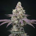 Tropic Thunder Funk + Endless Glue Clone Bundle