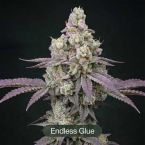 Endless Glue + Black Bacarra Clone Bundle