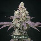 Endless Glue + Octane Mintz + Mimosa Clone Bundle