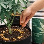 Evergreen Charge - NPK Controlled Release Fertilizer