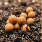 Evergreen Charge - NPK Controlled Release Fertilizer