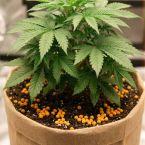 Evergreen Charge - NPK Controlled Release Fertilizer