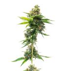 Deelite Autoflower
