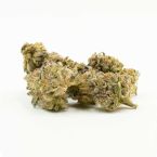 Purple Gelato Feminized Cannabis Seeds