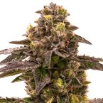 Blueberry Gusto Autoflower Cannabis Seeds