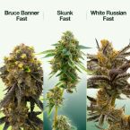 Fast Version Mix Pack