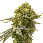 Cinderella 99 Fast Version Cannabis Seeds