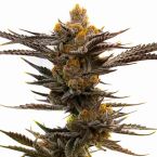 Killer Feminized Cannabis Seeds