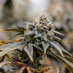 Gastronaut Cannabis Clones