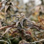 Gastronaut Cannabis Clones