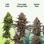 Focus & Creativity Feminized Mix Pack