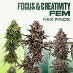 Focus & Creativity Feminized Mix Pack