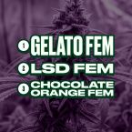 Focus & Creativity Feminized Mix Pack