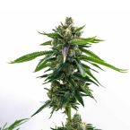 2026 Bestselling Hybrid Fem Collection