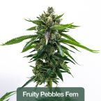 Hybrid Feminized Mix Pack
