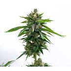 Hybrid Feminized Mix Pack